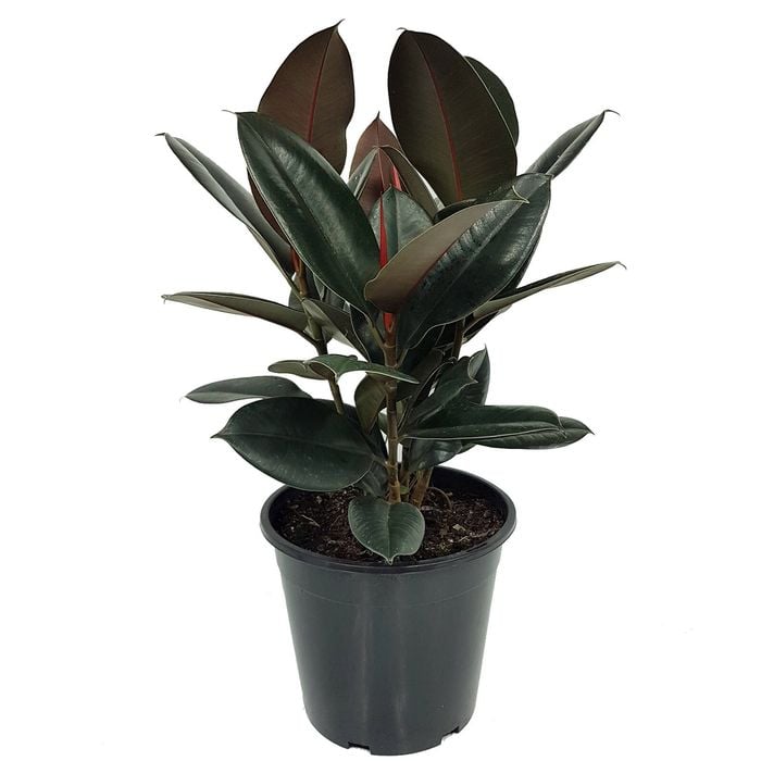 250mm Rubber Tree - Ficus elastica Burgandy