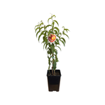 180mm Dwarf Peach Fresno - Prunus persica