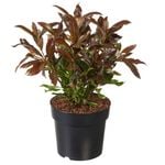 2.4L Viburnum Coppertop - Odoratissimum
