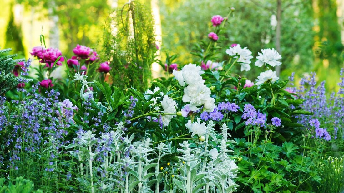 A flowering spring garden