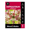 Bloomin Bulbs Hippeastrum Ambiance - 1 Pack