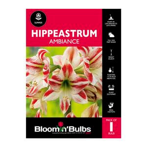 Bloomin Bulbs Hippeastrum Ambiance - 1 Pack