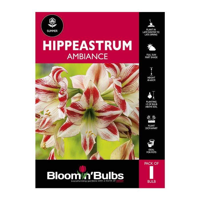 Bloomin Bulbs Hippeastrum Ambiance - 1 Pack