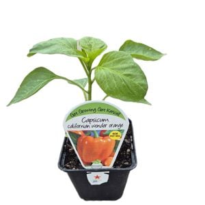  9cm Capsicum Californian Wonder Orange