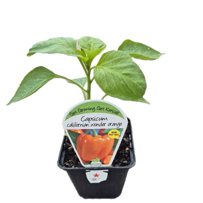  9cm Capsicum Californian Wonder Orange