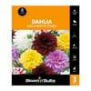 Bloomin Bulbs Dahlia Decorative Mixed - 3 Pack