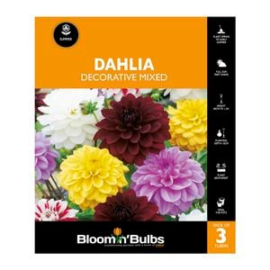 Bloomin Bulbs Dahlia Decorative Mixed - 3 Pack