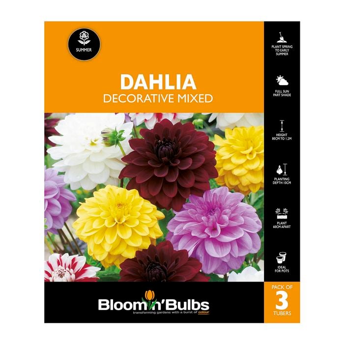 Bloomin Bulbs Dahlia Decorative Mixed - 3 Pack