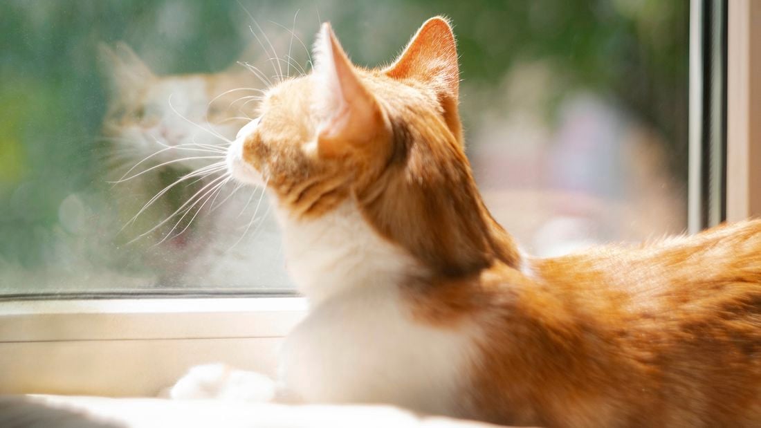 A diagram showing a D.I.Y. cat perch or window hammock