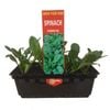 Punnet Spinach Popeye - Grow Your Own Range