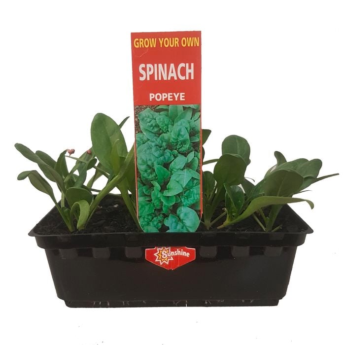 Punnet Spinach Popeye - Grow Your Own Range