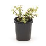 95mm Jade Plant - Portulacaria afra Cascade