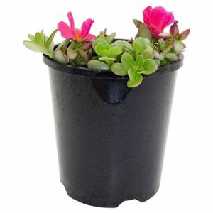 140mm Magenta Moss Rose - Portulaca olerancea