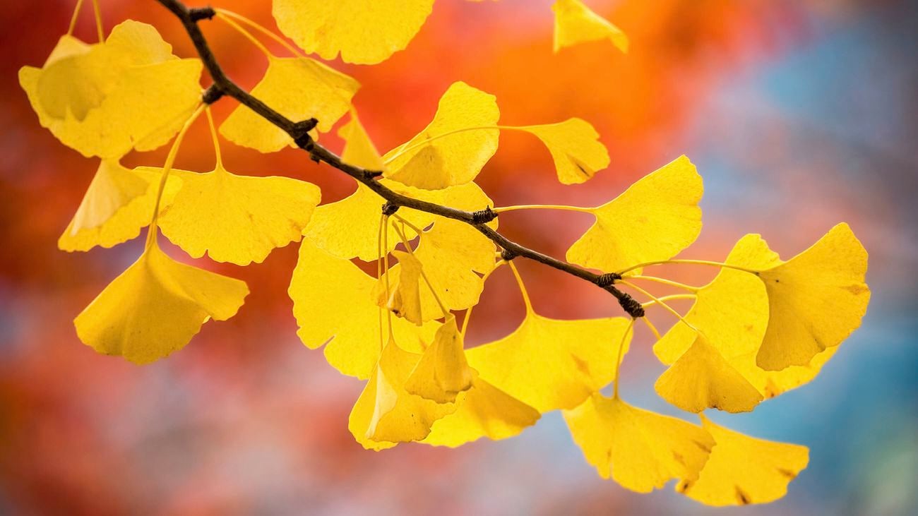 A branch showcasing yellow leaves of a ginkgo deciduous tree in the trees and shrubs plant category