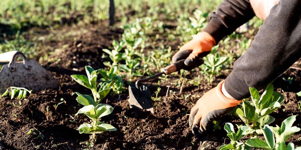 Plant Broadbean ‘Early Crop’ for a bountiful crop of beans in just 14-18 weeks. 