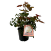 200mm Assorted PBR Bush Rose - Rosa