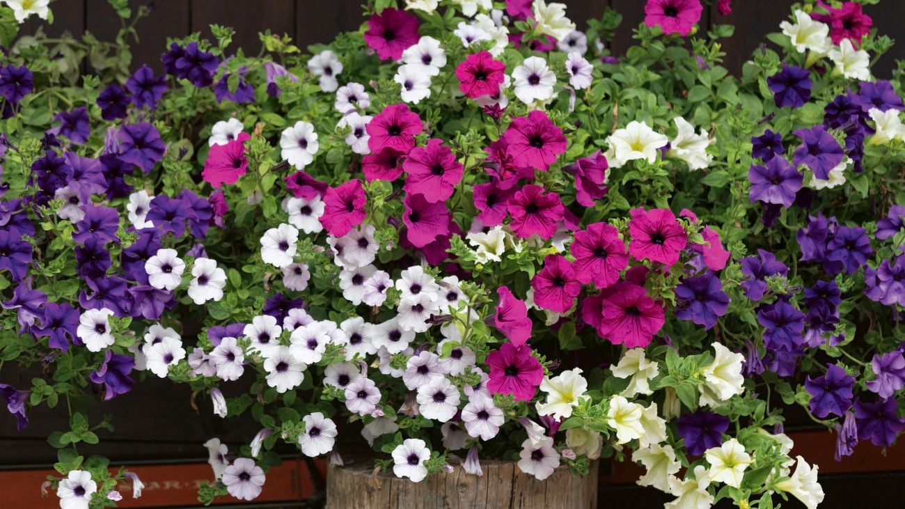 Petunias