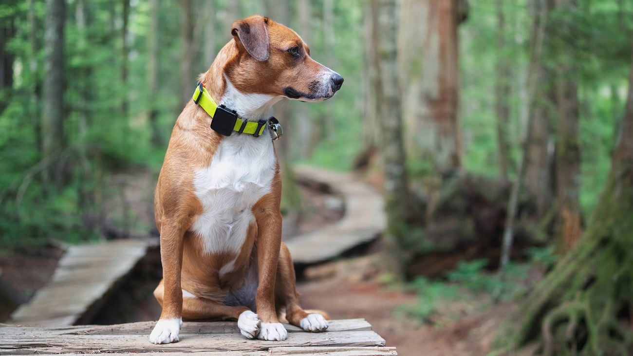 A brown dog wearing a yellow collar sitting on a wooden path in a forest.