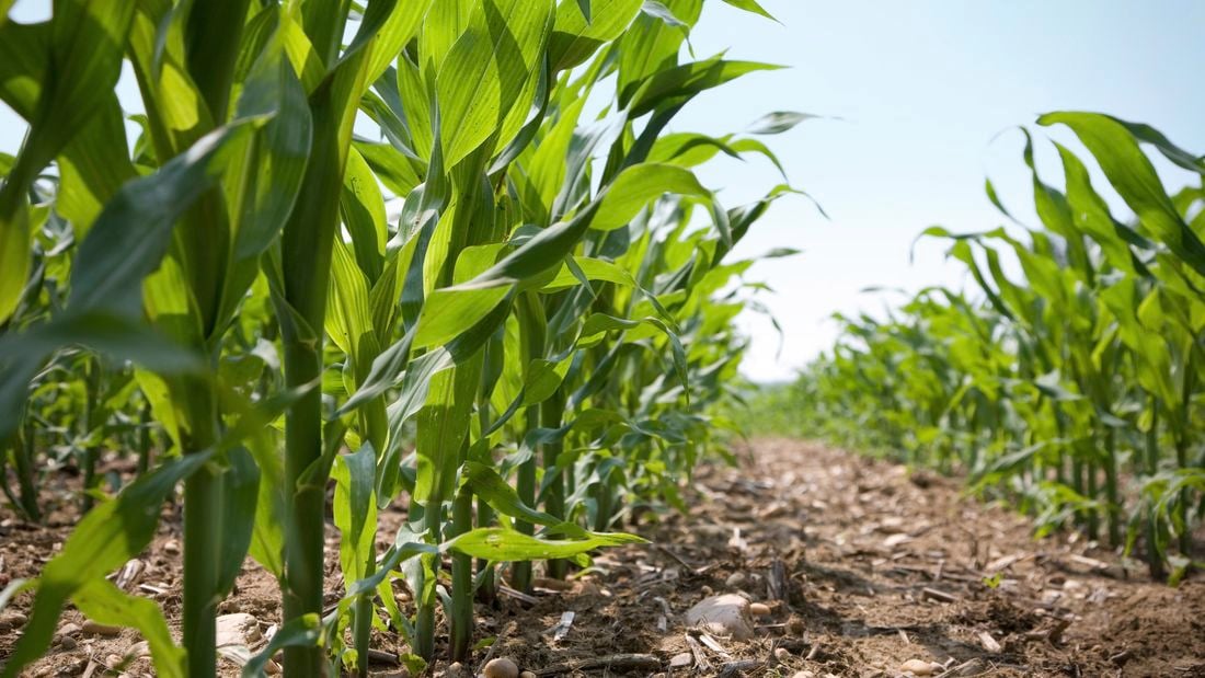 Corn plants in a field under the blue sky