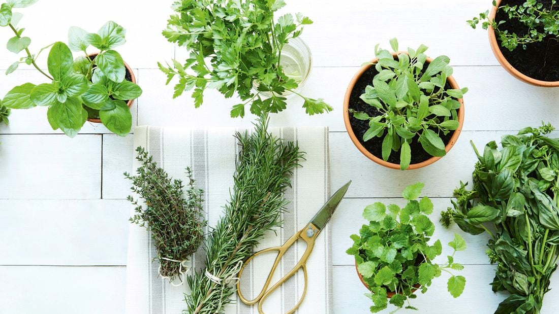 An overhead view of fresh herbs on a white wooden surface, including a potted basil plant, parsley in a glass, and bundles of rosemary and thyme next to scissors.