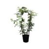 2.5L The Pearl Rose - Rosa