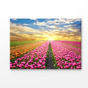 Tulip Flower Field With Sky Print 100% Australian Made 120x90cm (Stretched Canvas)