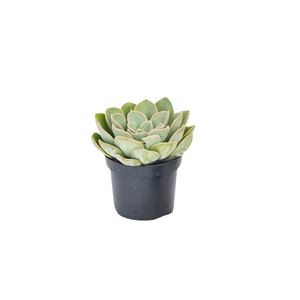60mm Mini Mates Range Assorted Succulent
