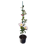 2L Camellia Gay Border - Camellia sasanqua Gay Border
