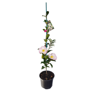 2L Camellia Gay Border - Camellia sasanqua Gay Border