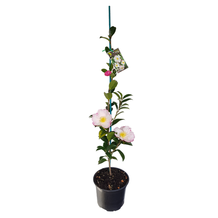 2L Camellia Gay Border - Camellia sasanqua Gay Border