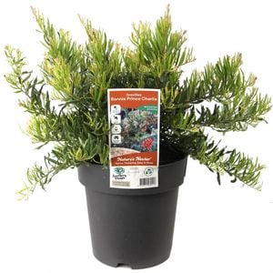 200mm Grevillea Bonnie Prince Charlie - Grevillea rosmarinifolia Alpina