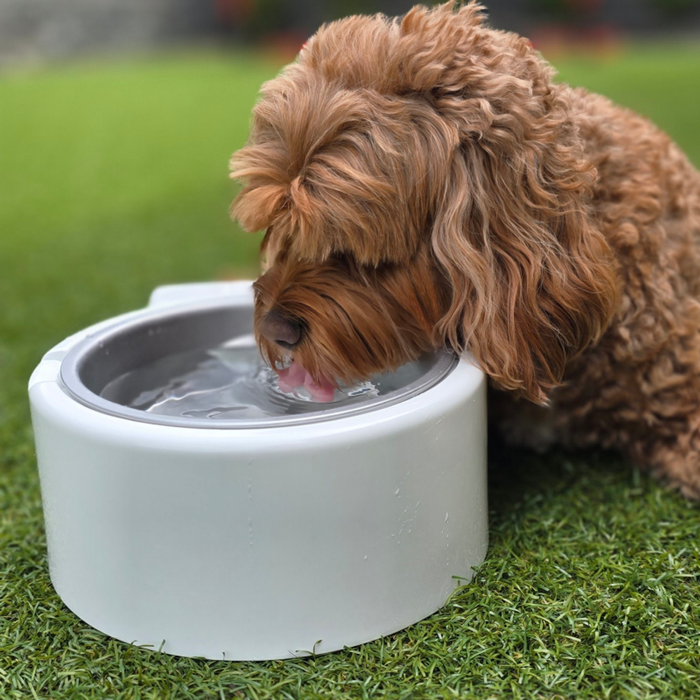 Cool Bowl Blue Refrigerated Cooling Dog Water Bowl Bunnings