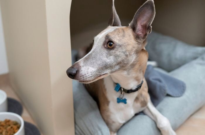A dog wearing a green collar is relaxing on a pet bed inside a built-in nook, calmly exploring its surroundings at its own pace.
