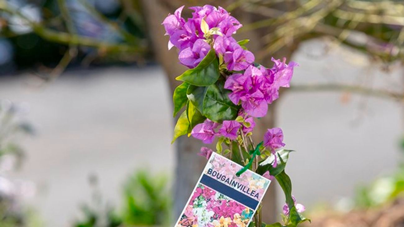 Bouganvillea.