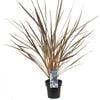 180mm Cordyline Electric Star - Cordyline banksii