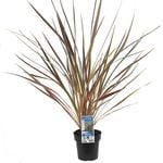 180mm Cordyline Electric Star - Cordyline banksii