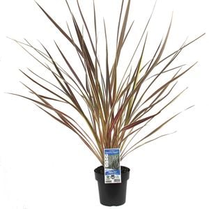 180mm Cordyline Electric Star - Cordyline banksii