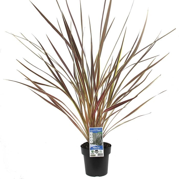 180mm Cordyline Electric Star - Cordyline banksii