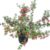 2.5L Cranberry - Myrtus ugnii NZ
