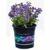 14cm Nemesia 'Blueberry Ripple' - Nemesia maritana