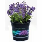 14cm Nemesia 'Blueberry Ripple' - Nemesia maritana