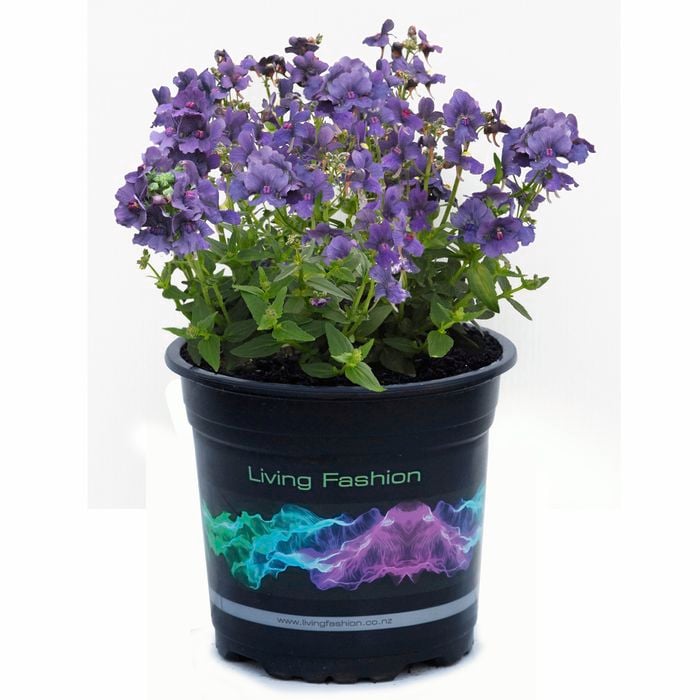 14cm Nemesia 'Blueberry Ripple' - Nemesia maritana