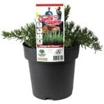 180mm Rosemary Chef's Choice - Rosmarinus officinalis