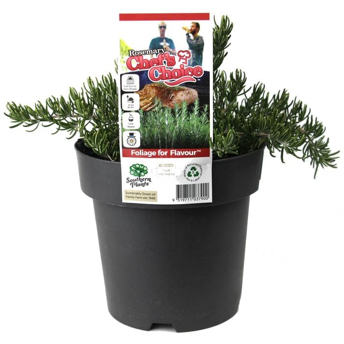 180mm Rosemary Chef's Choice - Rosmarinus officinalis