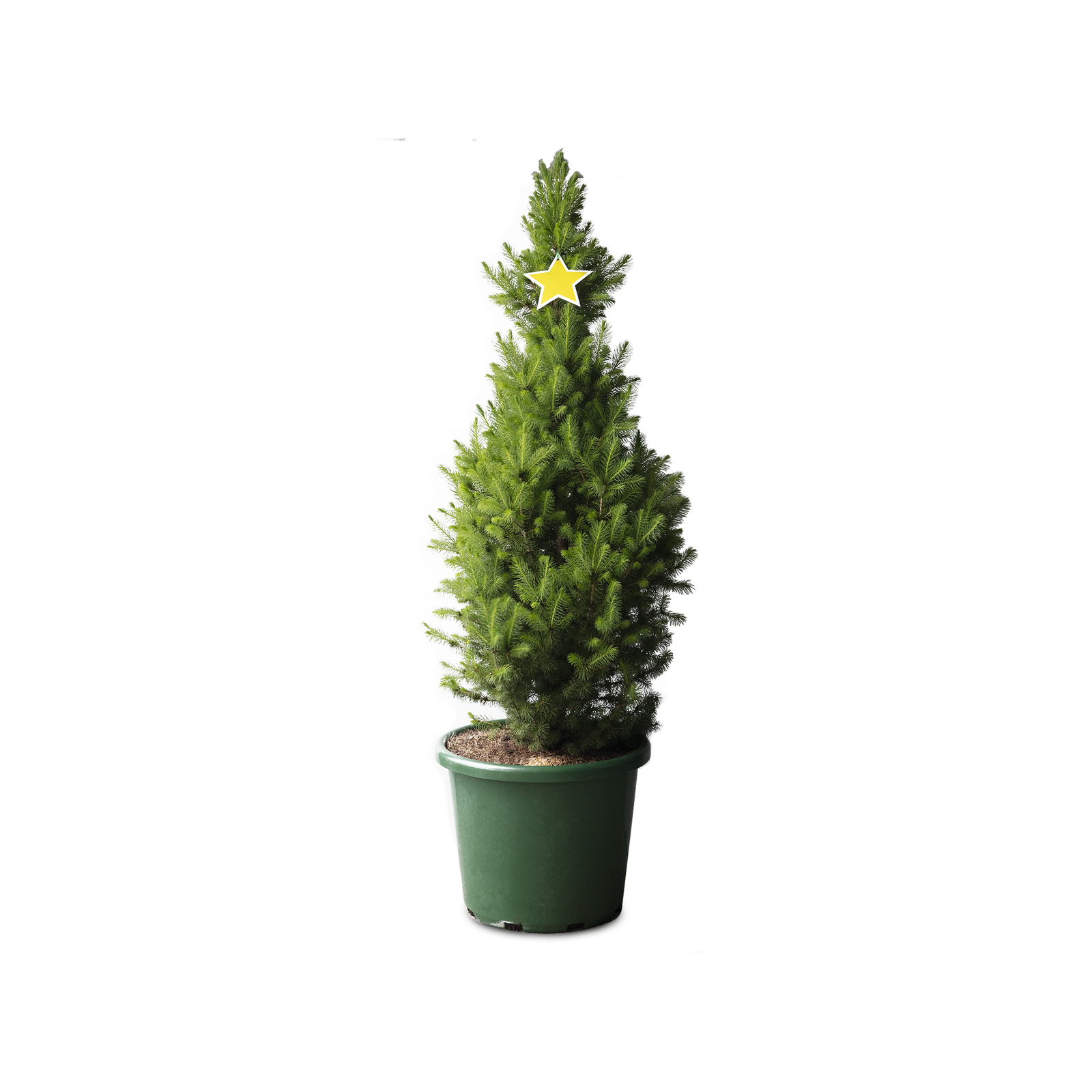 400mm Super Star Picea glauca Bunnings Australia