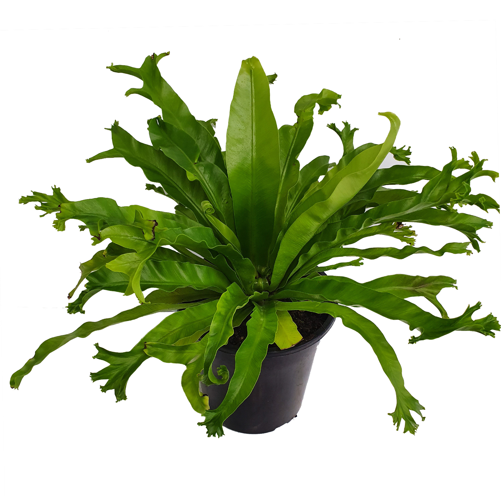 palm majesty plant Majesty Palm | Majesty Palm Tree