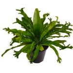 180mm Crested Bird's Nest Ferm - Asplenium antiquum