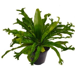 180mm Crested Bird's Nest Ferm - Asplenium antiquum