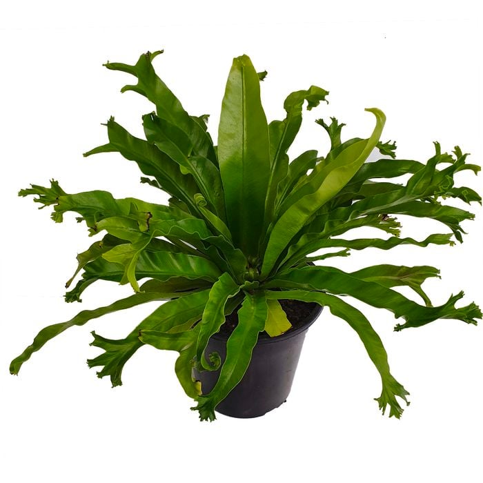 180mm Crested Bird's Nest Ferm - Asplenium antiquum