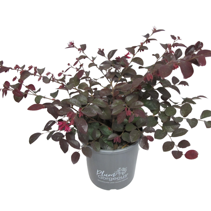 4.5L Loropetalum Plum Gorgeous - Loropetalum chinese